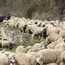 Belluno - Un pastore con le sue pecore. Il morbo della lingua blu sta preoccupando