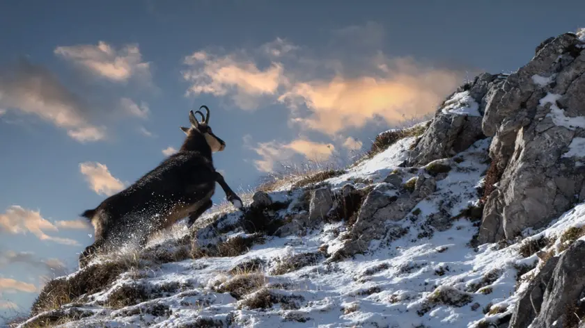 Un camoscio immortalato sulle Dolomiti da Mario De Marco