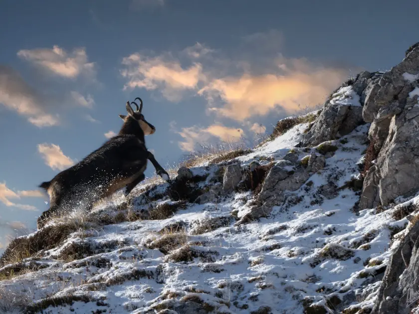 Un camoscio immortalato sulle Dolomiti da Mario De Marco