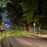 Alberi abbattuti in viale Felissent