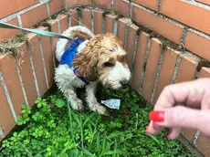 Il ritrovamento di Lucky