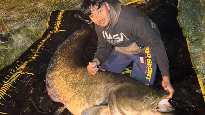 Il pesce siluro pescato nel Piovego