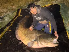 Il pesce siluro pescato nel Piovego