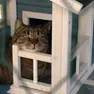 Birillo, il gatto ucciso a fucilate dal cacciatore