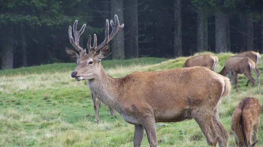 Un cervo nel bosco del Cansiglio