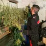 I carabinieri durante il sequestro della marjiuana