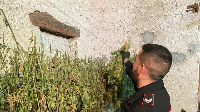 I carabinieri durante il sequestro della marjiuana