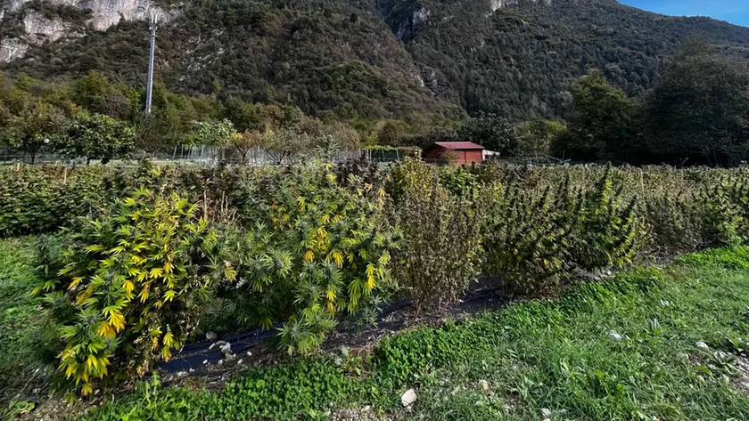 La piantagione di cannabis sativa rinvenuta a Longarone