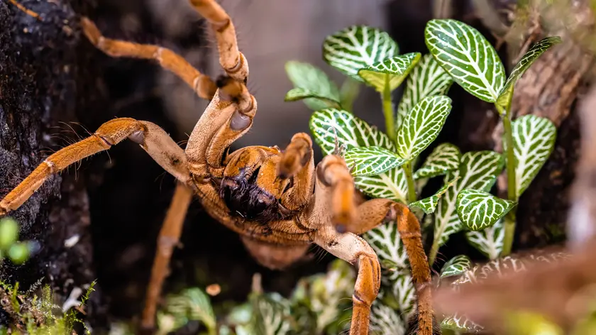 La tarantola golia, una delle specie arrivate al Parco Natura Viva