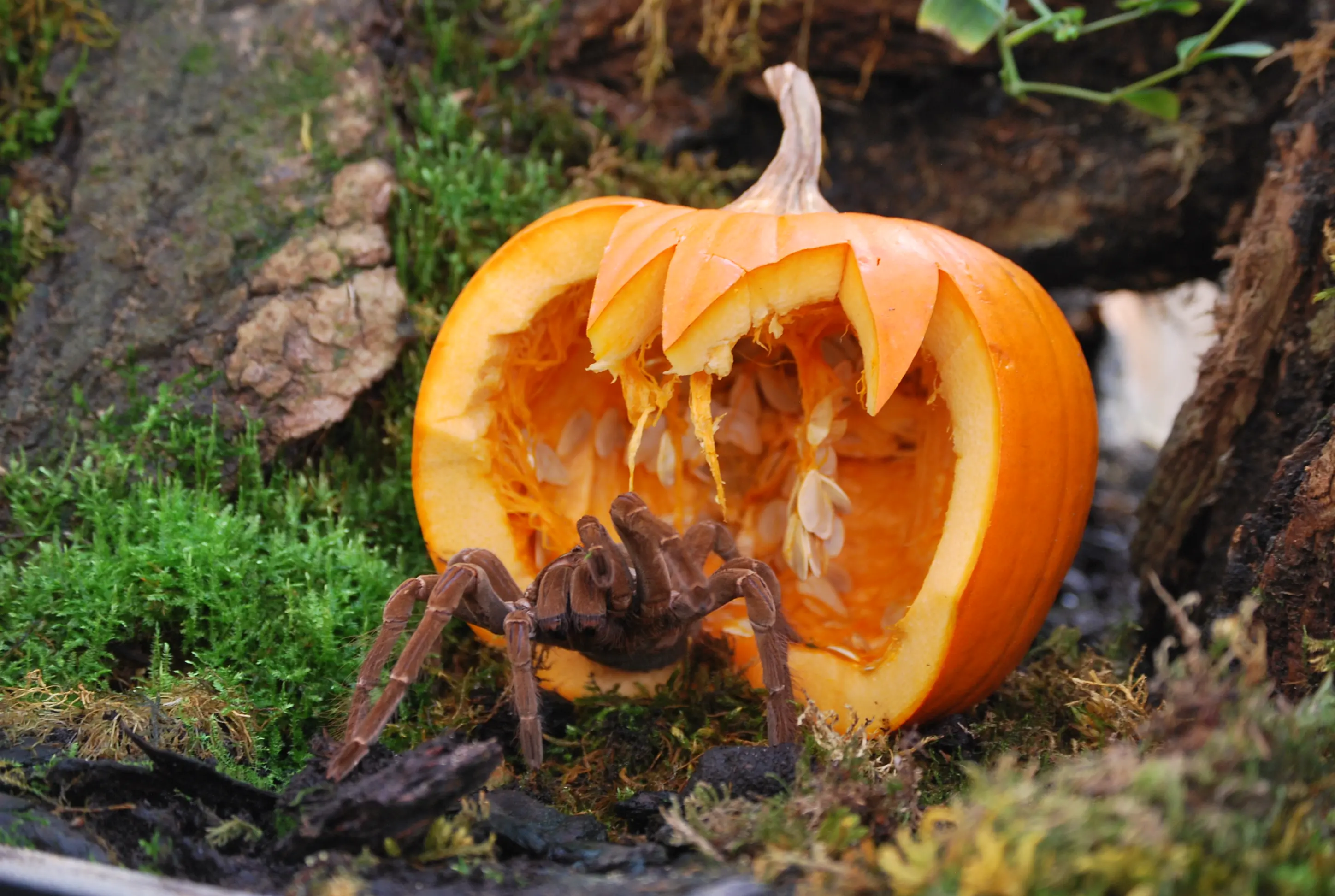 La tarantola golia alle prese con una zucca
