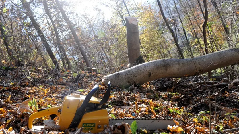 Il taglio di una pianta nel bosco