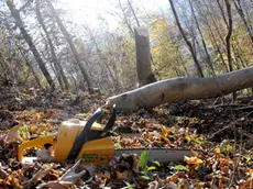 Il taglio di una pianta nel bosco