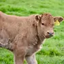 Un vitello al pascolo