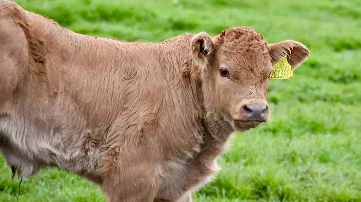 Un vitello al pascolo