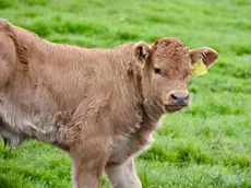 Un vitello al pascolo