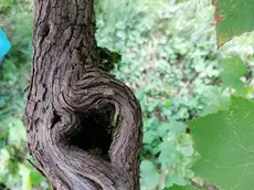 La vite del vino Clinto