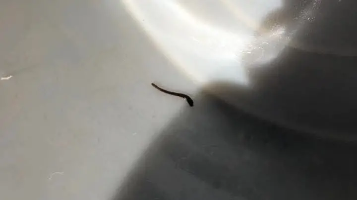 Il verme uscito dal rubinetto in un'abitazione a Erto e Casso