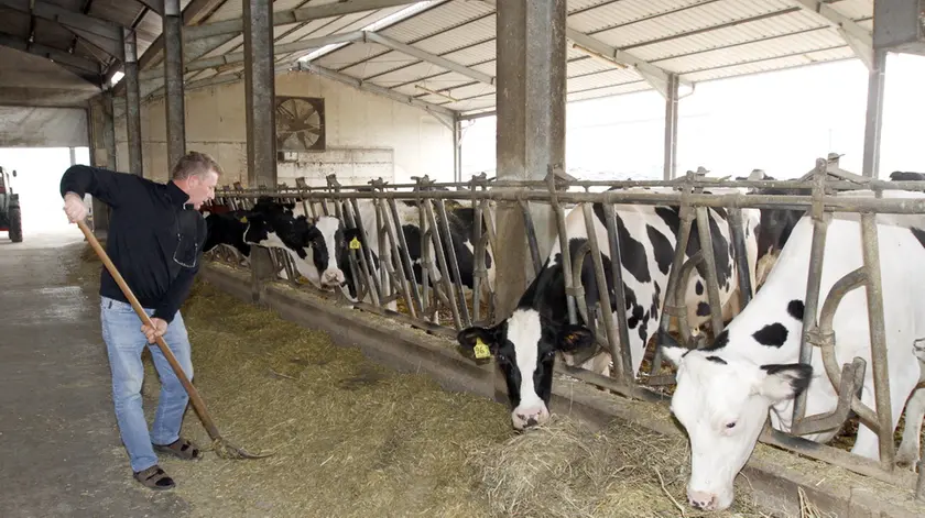 Un allevamento di mucche