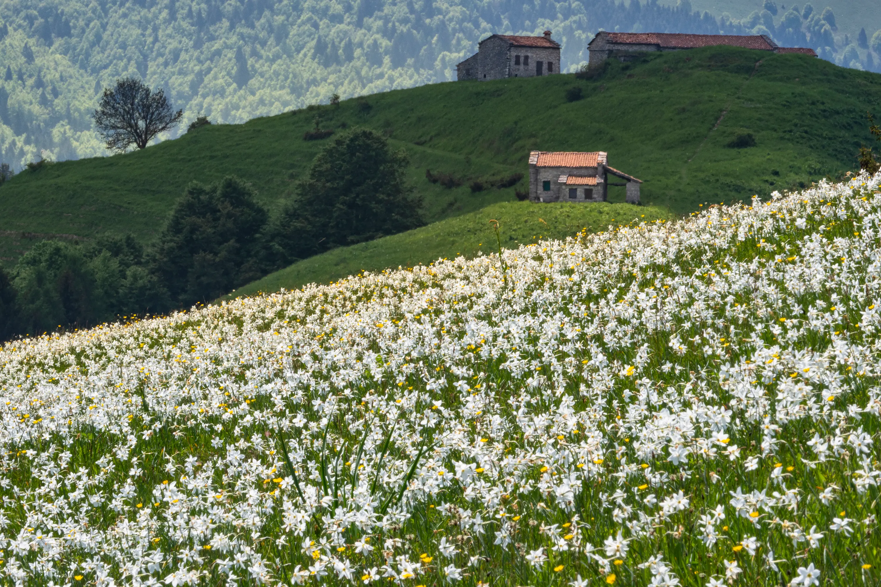 Dodici scatti, uno per ciascun mese, selezionati tra gli oltre 2700 che hanno partecipato al concorso indetto dal nostro giornale con Nord Est Multimedia e la Regione Veneto. Ecco come è andata: il calendario sarà in omaggio gratuito con il Corriere delle Alpi solo martedì 23 dicembre