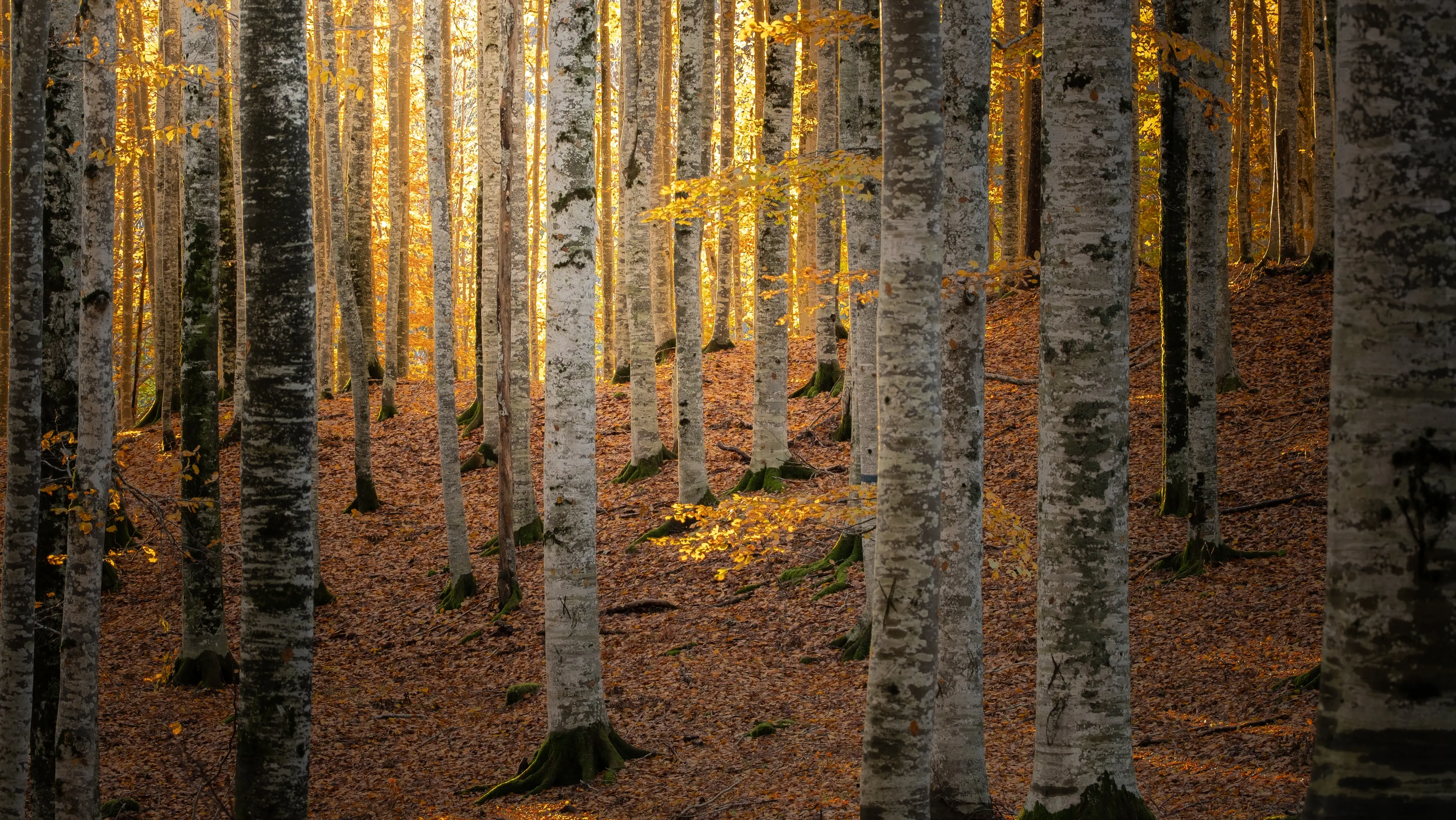 Dodici scatti, uno per ciascun mese, selezionati tra gli oltre 2700 che hanno partecipato al concorso indetto dal nostro giornale con Nord Est Multimedia e la Regione Veneto. Ecco come è andata: il calendario sarà in omaggio gratuito con il Corriere delle Alpi solo martedì 23 dicembre