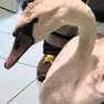 Un cigno portato in salvo (Foto di repertorio)