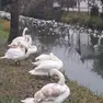 I cigni accanto al canale in cui sono caduti i rifiuti