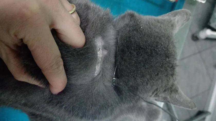 Il gatto con il cappio al collo