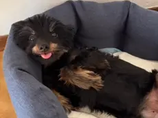 Il cagnolino Pepe, 13 anni