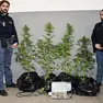 Gli agenti della Volante della questura di Belluno con le piante di marijuana e l'hashish sequestrati