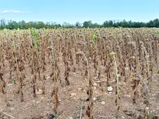 Emergenza siccità in Veneto