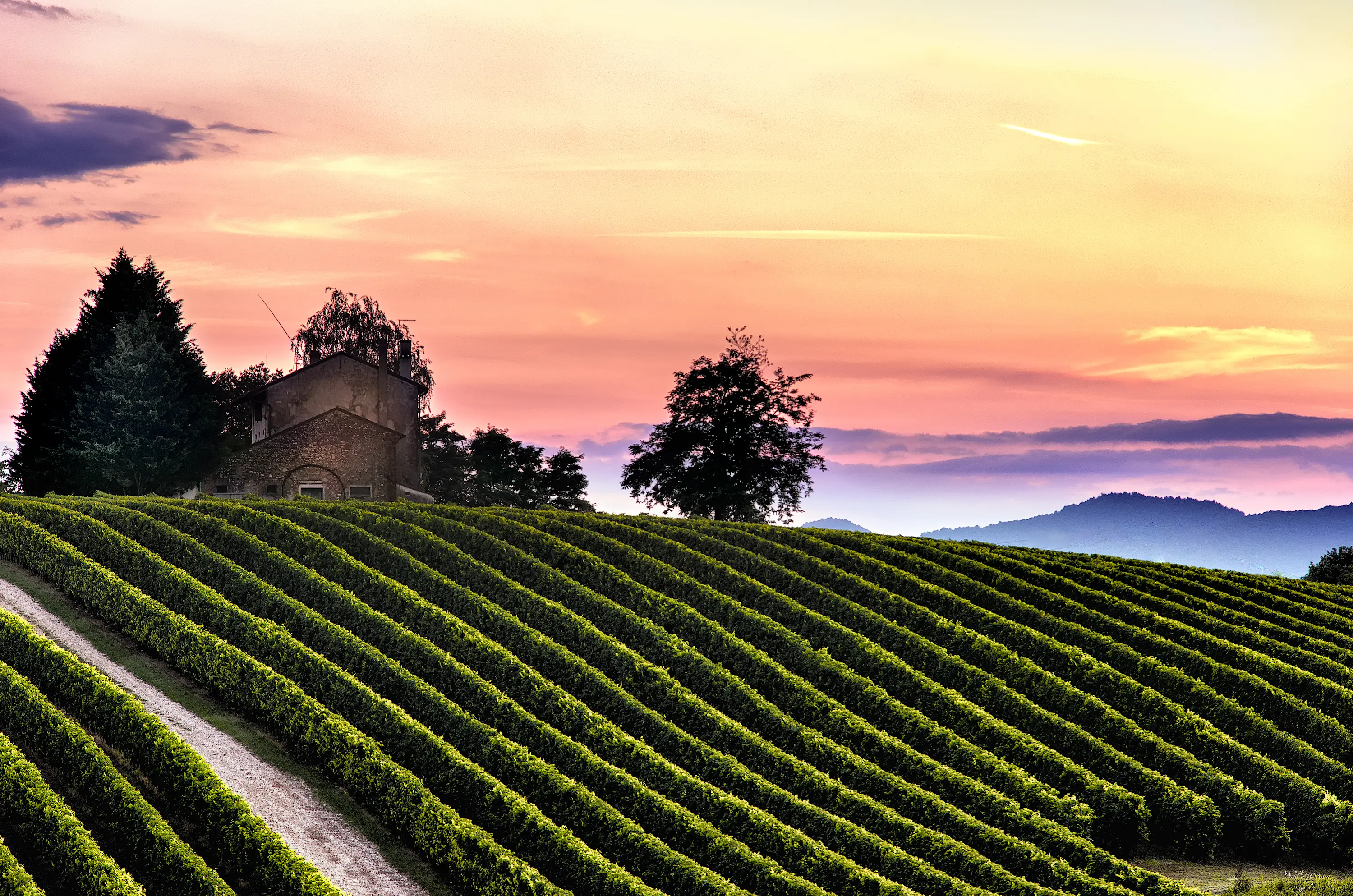 S-tralci di vite. Una sera d’estate porto mio figlio sul Montello ad ammirare il tramonto: camminiamo e osserviamo. Ci troviamo di fronte a questa scena: le vigne si schierano ordinate, seguendo le linee del pendio fino alla casa rurale. Montiamo il cavalletto e siamo felici di bloccare quel momento. Enrico Nespolo, Montello – Nervesa della Battaglia