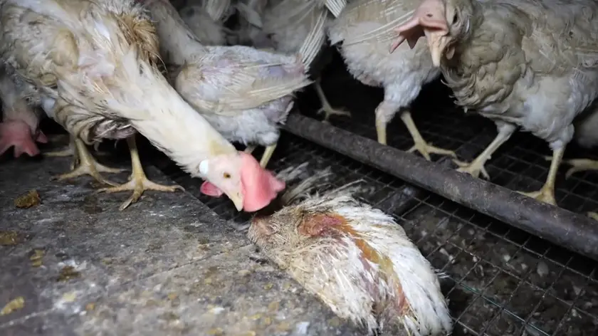 Le immagini dell'allevamento di Lozzo mandate in onda da Report