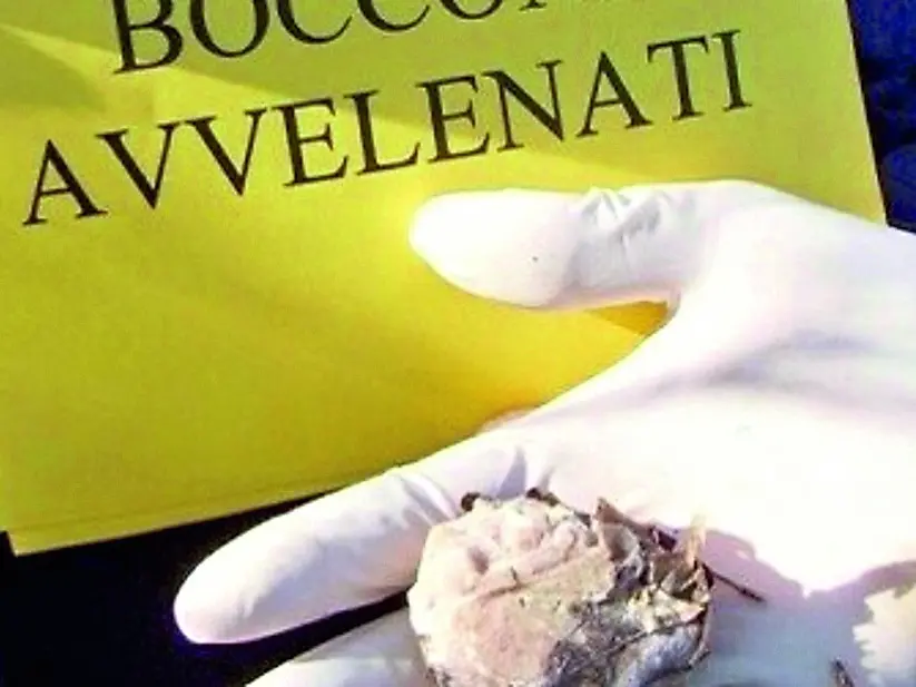 Bocconi avvelenati per gli animali domestici