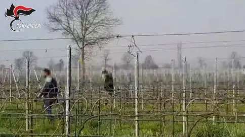 Lavoratori irregolari scoperti al lavoro nei campi in Veneto