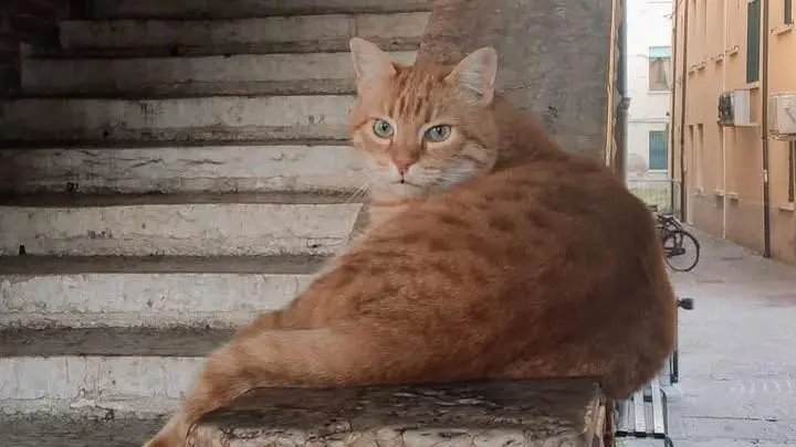 E' morto Rossini, il micio più famoso di Rovigo