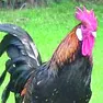 Un gallo al centro di un caso finito in Tribunale