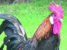 Un gallo al centro di un caso finito in Tribunale
