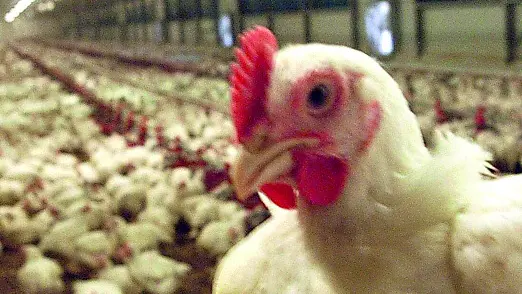 Un allevamento di galline, il virus dell’aviaria è sorvegliato speciale