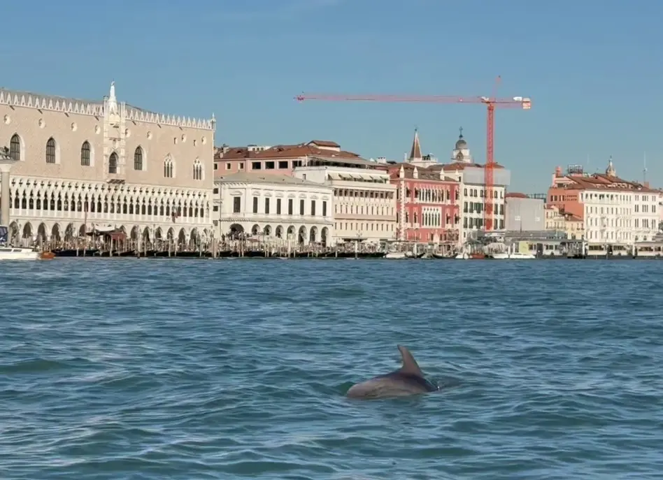 Il delfino di San Marco