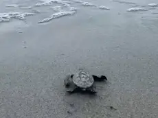 Una tartaruga spiaggiata