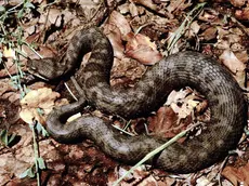 Morso di vipera in Lessinia: bambina di 10 anni colpita, fuori pericolo