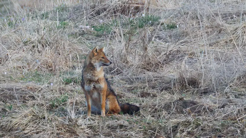 Un esemplare di sciacallo dorato