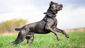 Un esemplare di pastore corso