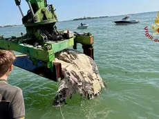 Le immagini del recupero della carcassa (foto vigili del fuoco)