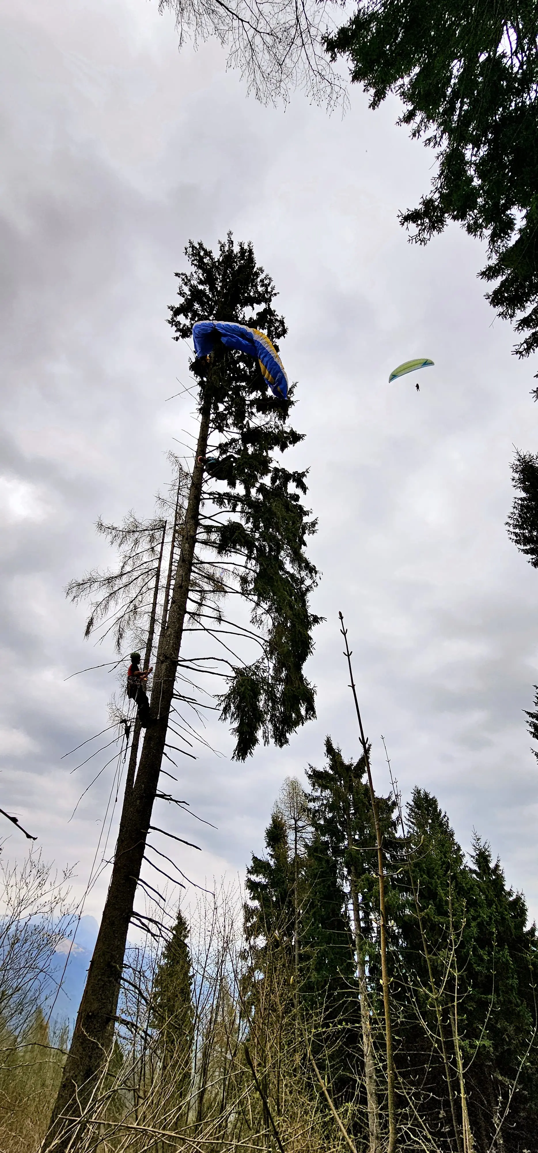 L'albero sul quale sono intervenuti i volontari del Soccorso alpino di Feltre per portare in salvo la ragazza