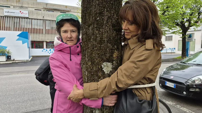 Un abbraccio per salvare i tigli di via Feltre a Belluno dall'abbattimento