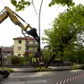 Il taglio degli alberi in via Feltre