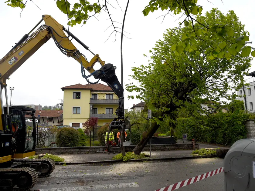 Il taglio degli alberi in via Feltre