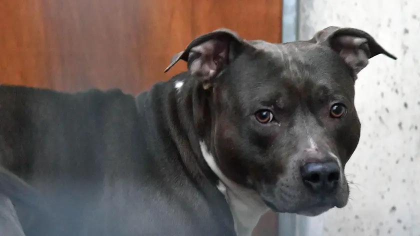Un pitbull come quello che ha aggredito l’operatore