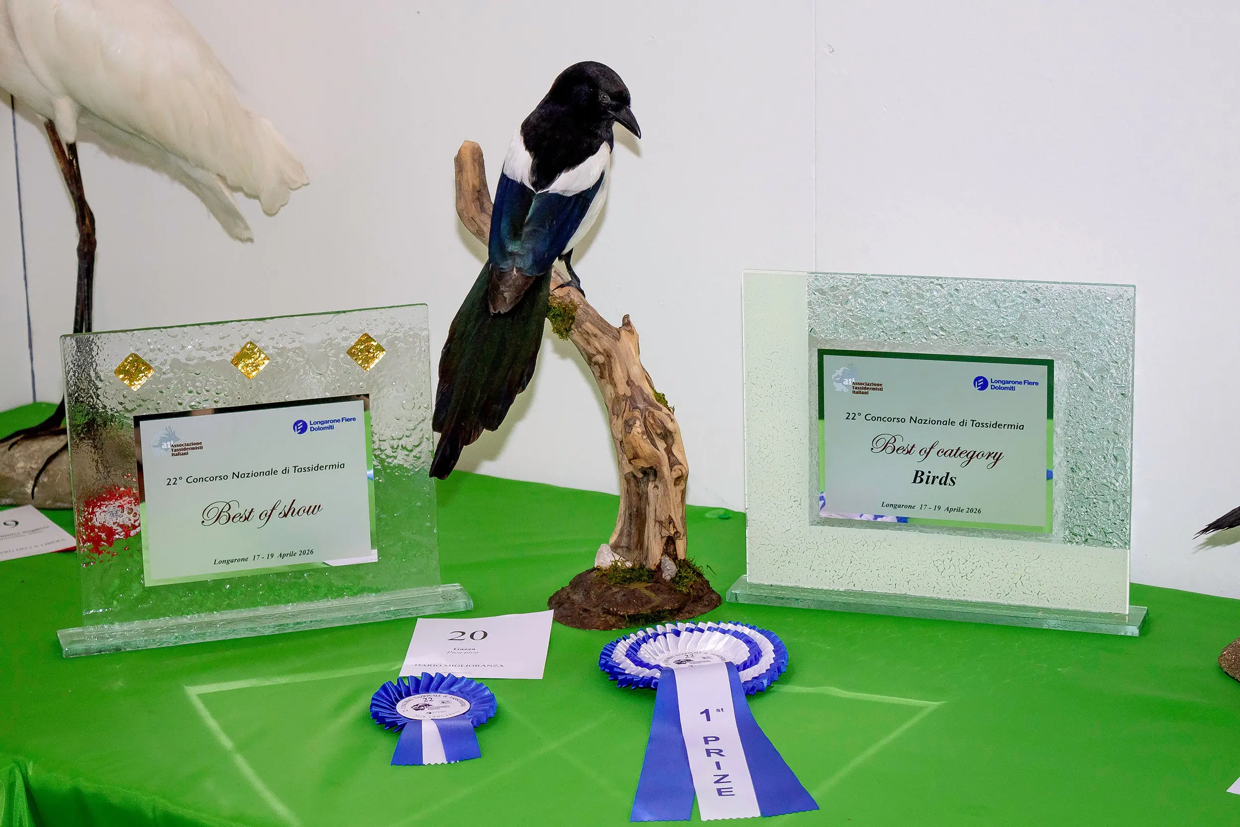 Il primo premio al concorso di tassidermia a Caccia, pesca e natura
